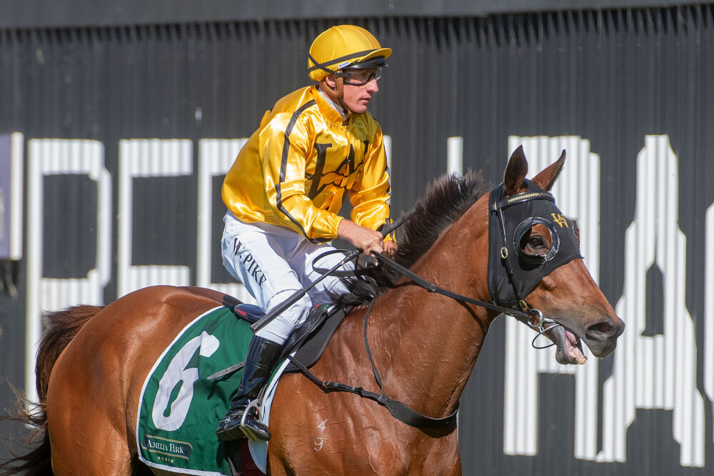 Korilya-bred stayer Stars in Kalgoorlie